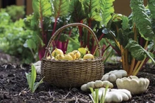L'agriculture biologique est de plus en plus développée dans tout le pays. Photo vneconomy.vn