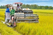 La production de riz du Vietnam s’oriente vers le développement durable associé à la croissance verte. Photo : VNA.