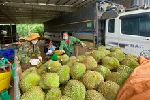 Le durian. Photo: baodautu