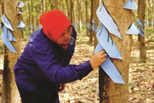  Une plantation de caoutchouc du groupe vietnamien VRG au Cambodge. Photo : VNA.