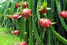 Le fruit de dragon. Photo: thoidai.com.vn