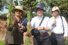 La BM renforce son engagement pour le programme d’un million d’hectares de riz au Vietnam