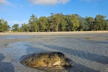 Sauvetage d'une tortue verte échouée à Côn Dao