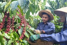 Le Vietnam continue d’être le deuxième exportateur de café au monde. Photo : VnEconomy.