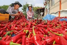 Les piments vietnamiens sont exportés vers de nombreux marchés. Photo d'illustration : congthuong.