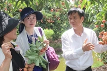 Un fonctionnaire local présente les litchis Thanh Hà aux hommes d’affaires japonais. Photo : NDEL.