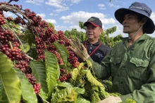Au cours des 7 premiers mois de la campagne 2023-2024 (d’octobre 2023 à avril 2024), le Vietnam a exporté plus de 1,1 million de tonnes de café vert. Photo : congthuong.