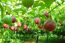 Le fruit de la passion vietnamien bientôt autorisé à être exporté vers les États-Unis. Photo : congthuong
