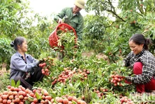 Bac Giang et Hai Duong garantissent la qualité des litchis exportés. Photo ; VNA.