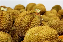 Le chiffre d'affaires des exportations de durian devrait atteindre 1,5 milliard de dollars en octobre. Photo: VNA