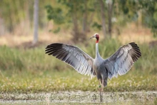 La grue à tête rouge est une espèce vivant principalement en Asie de l'Est et est l'une des grues les plus rares au monde. Photo : nongnghiep.vn