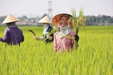 Le Vietnam est le troisième plus grand exportateur de riz au monde. Photo : congthuong.