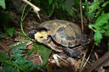 Tortue imprimée. Photo: VNA