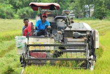 Plus de 7 millions d'euros destinés à aider les agriculteurs du delta du Mékong à produire du riz et des mangues bio. Photo d'illustration : VNA