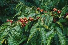 Buôn Ma Thuôt est une destination idéale pour les amateurs de café. Photo : Booking.com