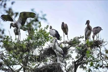 Des oiseaux au parc national de Tràm Chim, dans la province de Dông Thap, dans le delta du Mékong, le 2 000e site Ramsar du monde. Photo : VNA.