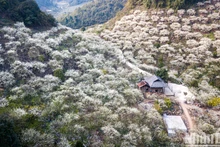 La beauté de la vallée de pruniers de Mu Nau