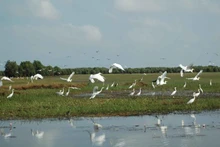  Le Vietnam est connu comme un des pays les plus riches en biodiversité avec de nombreux types d’écosystèmes et d’espèces de faune et de flore. Photo : VGP. 