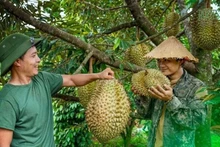Face aux exigences de plus en plus strictes des marchés mondiaux, le Vietnam doit lever plusieurs freins pour s’imposer comme un fournisseur agricole de confiance. Photo : Vneconomy 