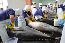 Les exportations de thon vers l’Italie triplent par rapport à la même période de l'année précédente. Photo : congthuong.