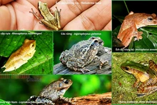Des espèces d’amphibiens rares. 