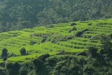 Le paysage typique des champs en terrasses permet au village de Phiêng Phàng de développer le tourisme.