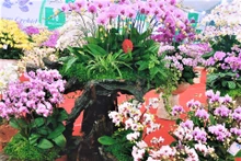 De différentes variétés d'orchidées se vendent à l'occasion du Nouvel An. Photo : Minh Minh/NDEL.