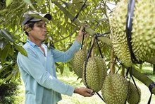 Les exportations de fruits et légumes atteignent 2,5 milliards de dollars en cinq mois