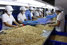 Transformation de noix de cajou pour l'exportation. Photo : VNA.