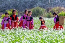 La saison des fleurs de colza sur le plateau de Môc Châu. 