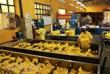 Transformation du caoutchouc pour l'exportation dans l'usine de Phu Riêng. Photo : VNA.