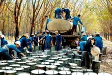 La Chine reste le plus grand marché de consommation de caoutchouc du Vietnam en 2022. Photo : congthuong.