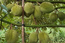 Le durian. Photo: bachhoaxanh