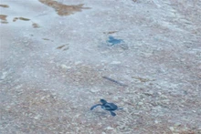 Des bébés tortues relâchés dans la mer dans la zone du parc national de Nui Chua (district de Ninh Hai, province de Ninh Thuân). Photo : VNA.