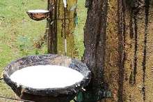 Les exportations de caoutchouc du Vietnam ont rapporté environ 1,09 milliard de dollars, pour 722 000 tonnes de caoutchouc. Photo : congthuong.