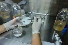 Des scientifiques vietnamiens créent du cuir biologique à partir de bactéries et de fibres fongiques