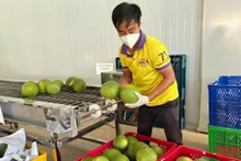 Le premier lot de pomelos à peau verte cultivés à Bên Tre sera exporté aux États-Unis fin novembre. 