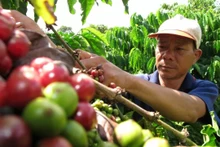 Exportation de café transformé : une « clé » pour construire une marque durable