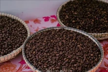 Portée par des prix toujours élevés et une forte demande à l'export, l'industrie du café vietnamienne entre dans une véritable phase "dorée". Photo : VNA. 