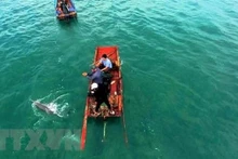 Le jeune dauphin est remis à la mer grâce à la réactivité d’habitants locaux. Photo : VNA.