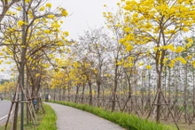 L’avenue des Tabebuias éclatants dans la zone urbaine Park City, à Hà Dông. Photo : VnExpress