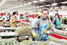 Ligne de tri et de sélection des fleurs répondant aux normes d’exportation à Dalat Hasfarm, ville de Dà Lat.