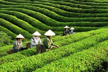 L'Indonésie achète du thé du Vietnam principalement sous forme de thé cru, thé vert et thé noir. Photo : congthuong.vn