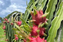 Le fruit du dragon est la principale source de revenus de la population de la province du Centre-Sud de Binh Thuân. Photo : laodong.vn