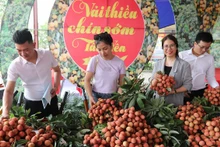 En 2024, le district de Tân Yên compte 1 420 hectares de litchis, avec une production d'environ 15 500 tonnes. Photo : congthuong.vn