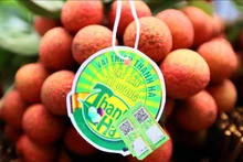 Le litchi de Thanh Ha pour les exportations. Photo : VNA