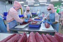 Rien qu'en avril 2024, les exportations de thon en conserve du Vietnam vers le marché américain ont augmenté de 127%, atteignant plus de 10 millions de dollars. Photo : congthuong.vn