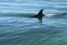 Une baleine d'environ 8m de long est apparue dans la zone maritime de la commune de Quang Công, dans le district de Quang Diên, province de Thua Thiên Huê. Photo : VOV.
