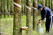  La demande mondiale de caoutchouc naturel a toujours tendance à augmenter. Photo : VNA.