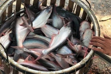 Les pangasius vietnamiens sont de plus en plus recherchés par la Thaïlande. Photo : VNA. 